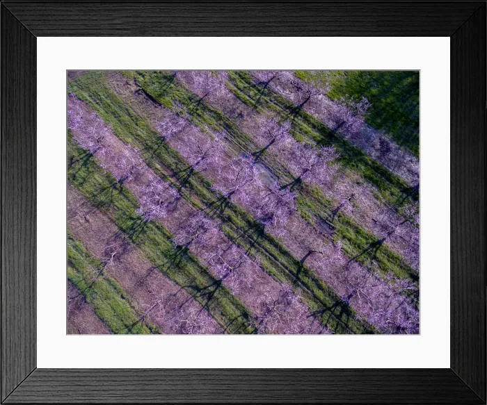 Framed Print : Peach orchard in spring, Marion County, Illinois Framed Print : Peach orchard in spring, Marion County, Illinois