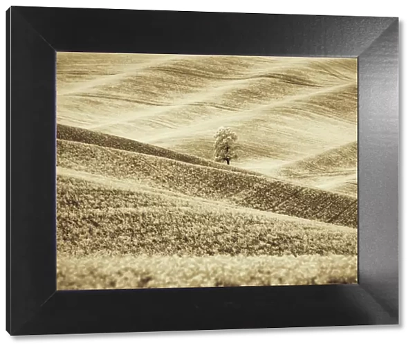 USA, Washington State. Infrared of lone tree in wheat field