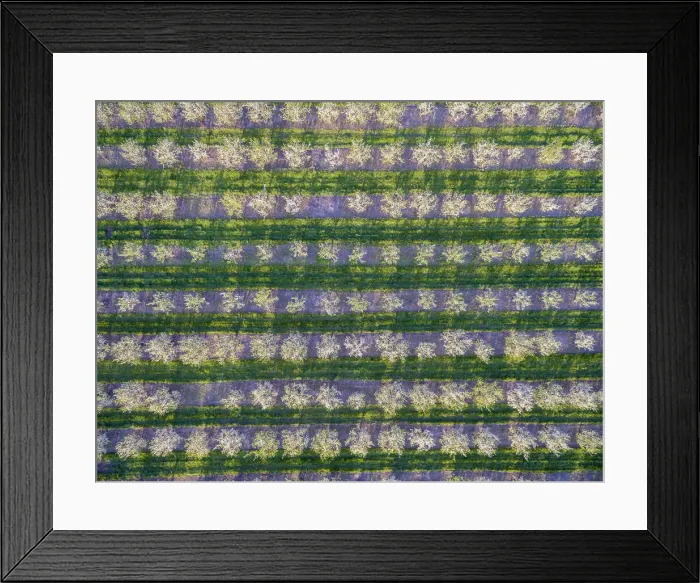 Framed Print : Apple orchard in spring, Marion County, Illinois Framed Print : Apple orchard in spring, Marion County, Illinois