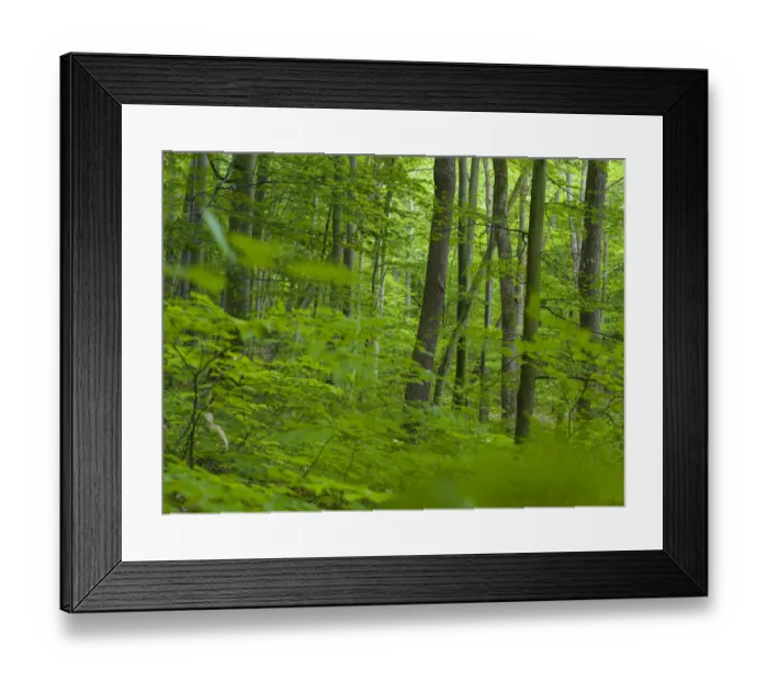 Framed Print : The woodland Hainich in Thuringia, National Park and part of the UNESCO World Heritage Framed Print : The woodland Hainich in Thuringia, National Park and part of the UNESCO World Heritage