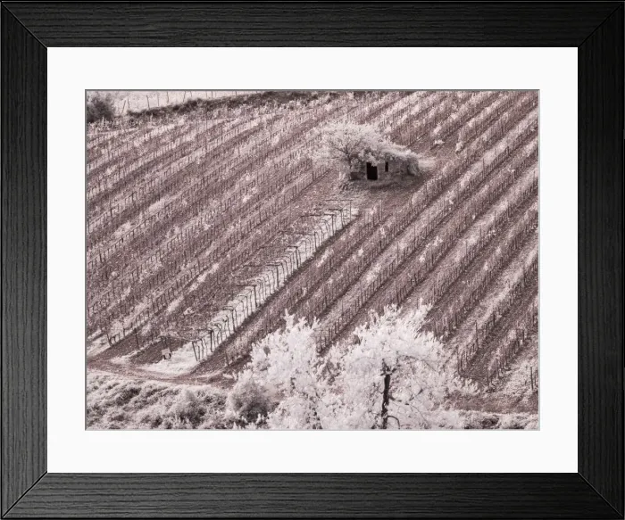 Framed Print : Italy, Monticiano. Infrared image of field building in the vineyard Framed Print : Italy, Monticiano. Infrared image of field building in the vineyard