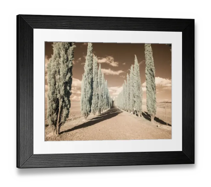 Framed Print : Italy, Tuscany. Infrared image of long row of cypress in Tuscany