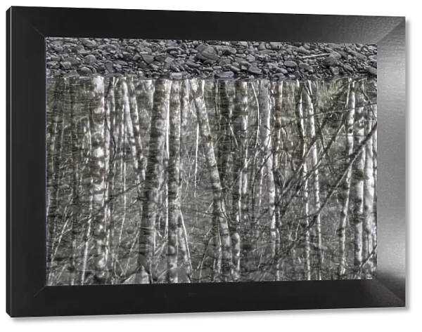 USA, Washington State, Olympic National Park. Black and white of alder trees reflecting