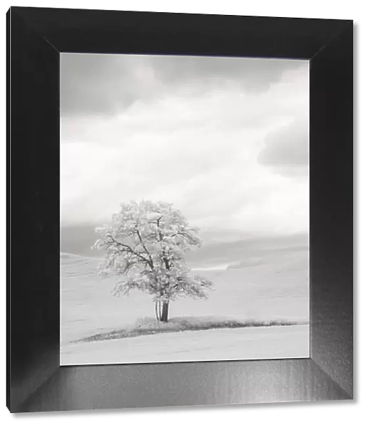 USA, Washington State. Infrared of lone tree in wheat field