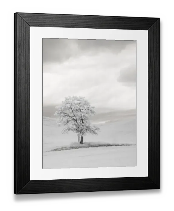 Framed Print : USA, Washington State. Infrared of lone tree in wheat field Framed Print : USA, Washington State. Infrared of lone tree in wheat field