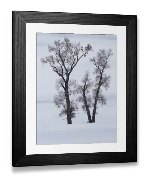 Framed Print : Usa, Wyoming, Yellowstone National Park. Lamar Valley, cottonwood trees in snow Framed Print : Usa, Wyoming, Yellowstone National Park. Lamar Valley, cottonwood trees in snow