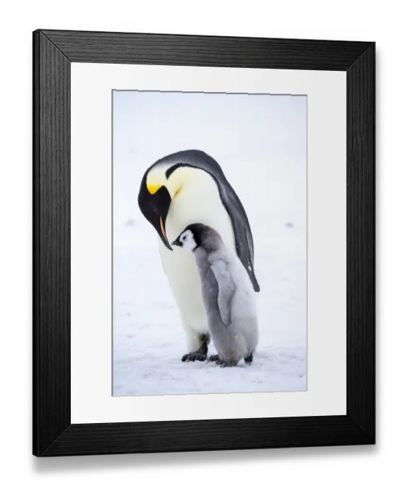 Framed Print : Snow Hill Island, Antarctica. Emperor penguin parent bonding with chick Framed Print : Snow Hill Island, Antarctica. Emperor penguin parent bonding with chick