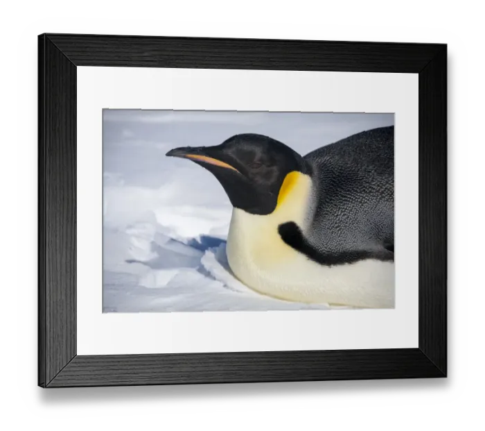 Framed Print : Snow Hill Island, Antarctica. Close-up emperor penguin on its belly resting Framed Print : Snow Hill Island, Antarctica. Close-up emperor penguin on its belly resting