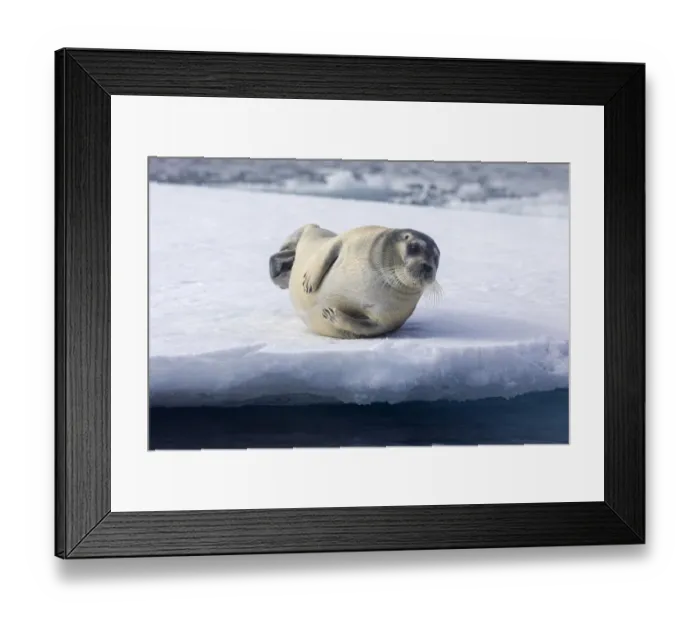 Framed Print : Arctic, north of Svalbard. A portrait of a young bearded seal hauled out on the pack ice