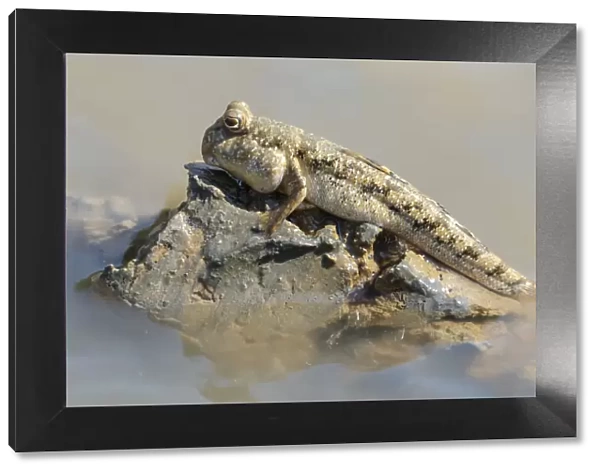 Africa, Madagascar, Morondava. A mud skipper rests on a glob of mud at the edge of the