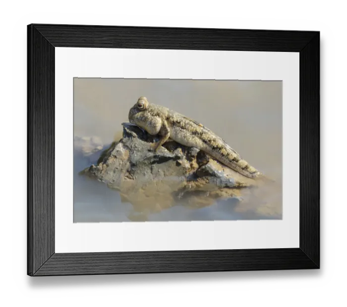 Framed Print : Africa, Madagascar, Morondava. A mud skipper rests on a glob of mud at the edge of Framed Print : Africa, Madagascar, Morondava. A mud skipper rests on a glob of mud at the edge of