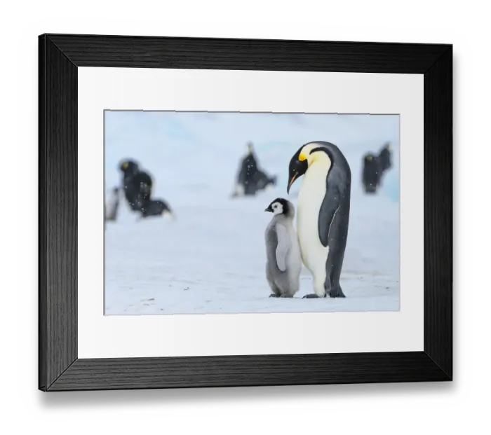Framed Print : Snow Hill Island, Antarctica. Emperor penguin parent with juvenile Framed Print : Snow Hill Island, Antarctica. Emperor penguin parent with juvenile