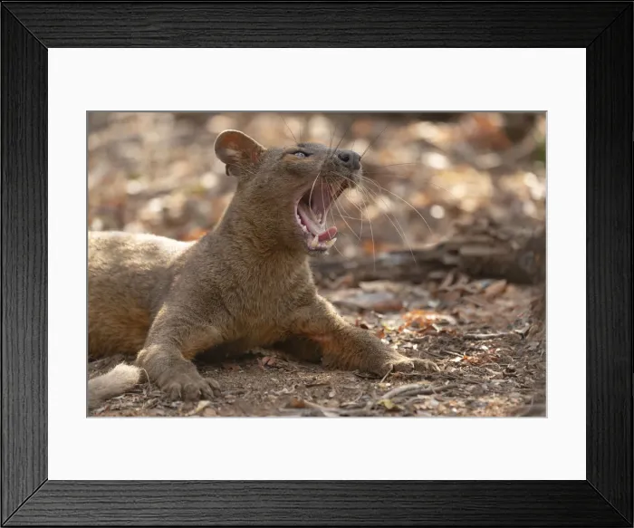 Framed Print : Africa, Madagascar, Kirindy Reserve, near Morondava. A fossa rests in the shade of Framed Print : Africa, Madagascar, Kirindy Reserve, near Morondava. A fossa rests in the shade of