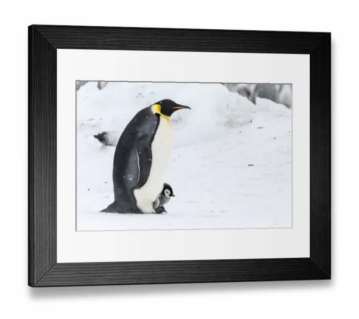 Framed Print : Snow Hill Island, Antarctica. Emperor penguin parent walking with chick on feet Framed Print : Snow Hill Island, Antarctica. Emperor penguin parent walking with chick on feet