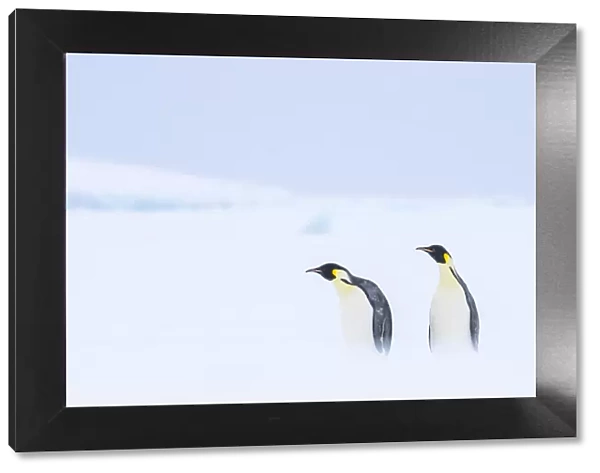 Snow Hill Island, Antarctica. Pair of Emperor penguins traversing the ice shelf during a