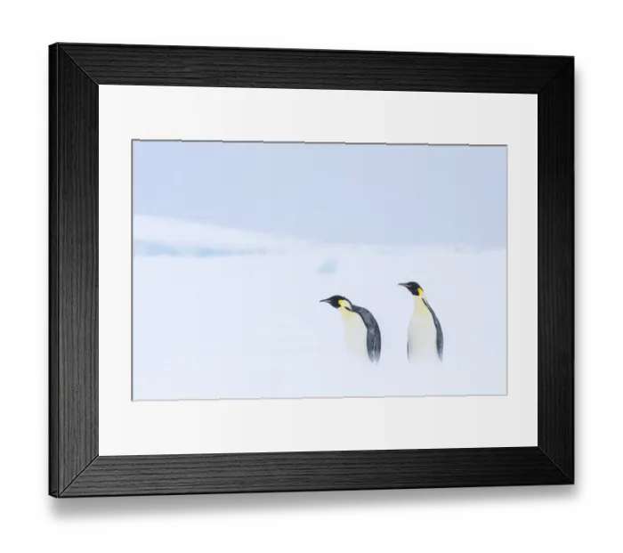 Framed Print : Snow Hill Island, Antarctica. Pair of Emperor penguins traversing the ice shelf during a Framed Print : Snow Hill Island, Antarctica. Pair of Emperor penguins traversing the ice shelf during a