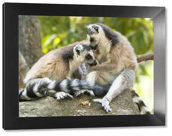 Africa, Madagascar, Isalo National Park. Two ring-tailed lemurs groom one another