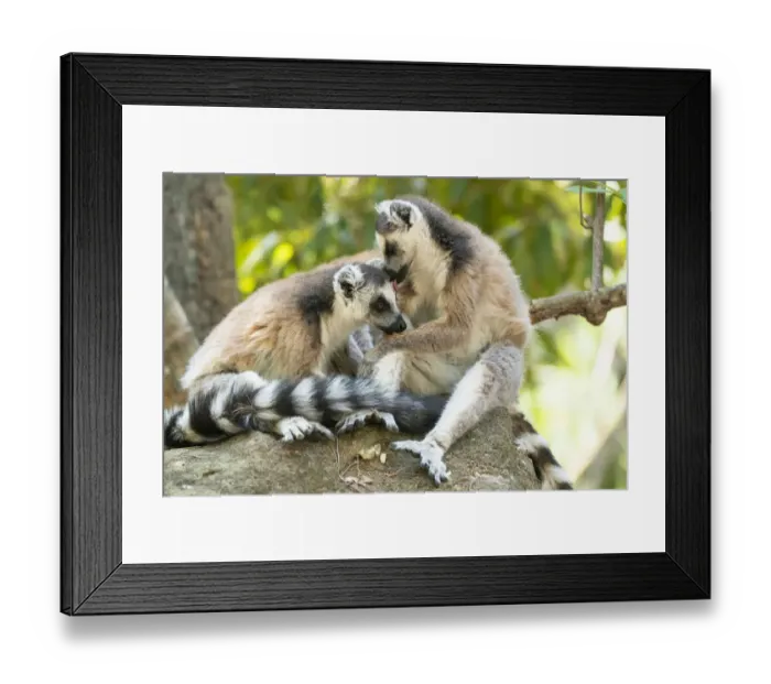 Framed Print : Africa, Madagascar, Isalo National Park. Two ring-tailed lemurs groom one another