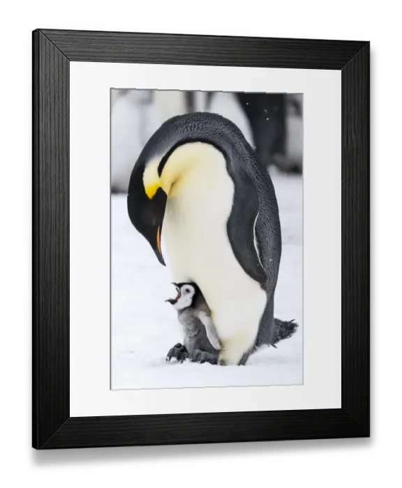 Framed Print : Snow Hill Island, Antarctica. Emperor penguin parent with tiny chick on feet begging Framed Print : Snow Hill Island, Antarctica. Emperor penguin parent with tiny chick on feet begging
