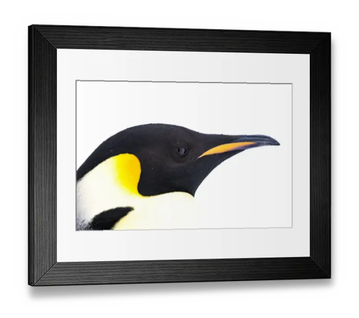 Framed Print : Snow Hill Island, Antarctica. Close-up emperor penguin side portrait with total white