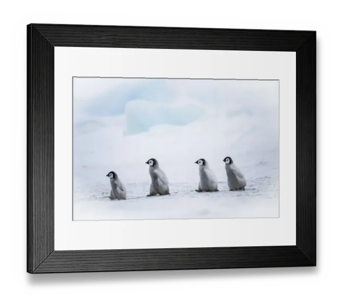 Framed Print : Snow Hill Island, Antarctica. Emperor penguin chicks dare to adventure away from Framed Print : Snow Hill Island, Antarctica. Emperor penguin chicks dare to adventure away from