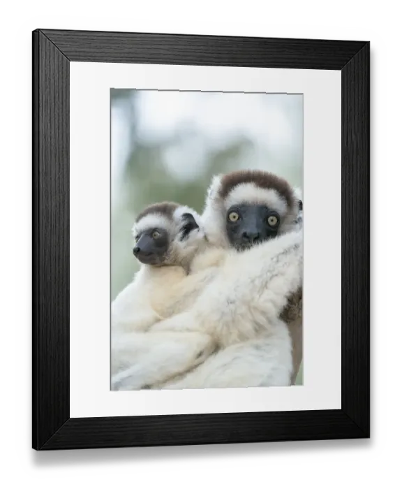 Framed Print : Africa, Madagascar, Anosy Region, Berenty Reserve. A female sifaka clings to a tree while