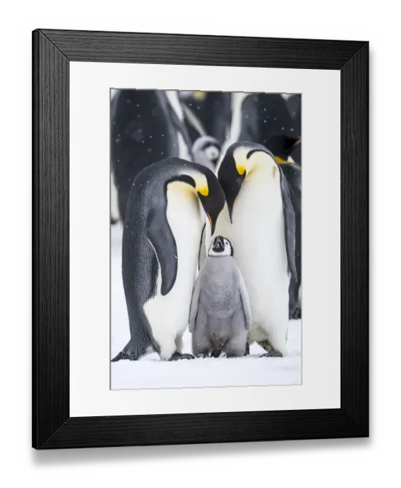 Framed Print : Snow Hill Island, Antarctica. A proud pair of emperor penguins nestling