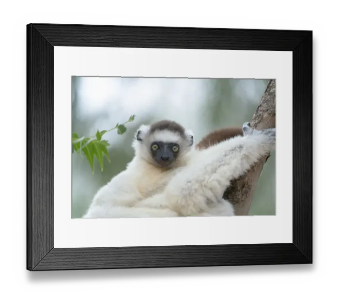 Framed Print : Africa, Madagascar, Anosy Region, Berenty Reserve. Portrait of a young Verreaux Framed Print : Africa, Madagascar, Anosy Region, Berenty Reserve. Portrait of a young Verreaux