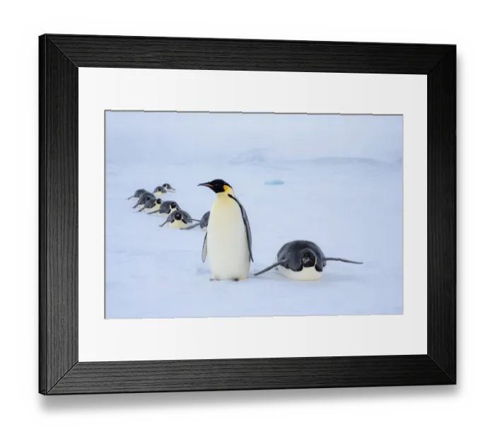Framed Print : Snow Hill Island, Antarctica. Adult Emperor penguins tobogganing to save energy while