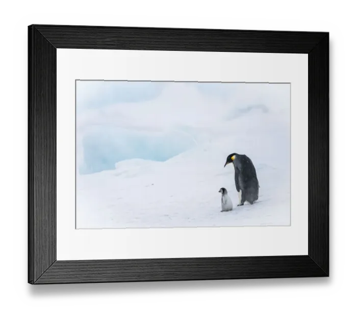 Framed Print : Snow Hill Island, Antarctica. Emperor penguin parent out for a walk with tiny chick