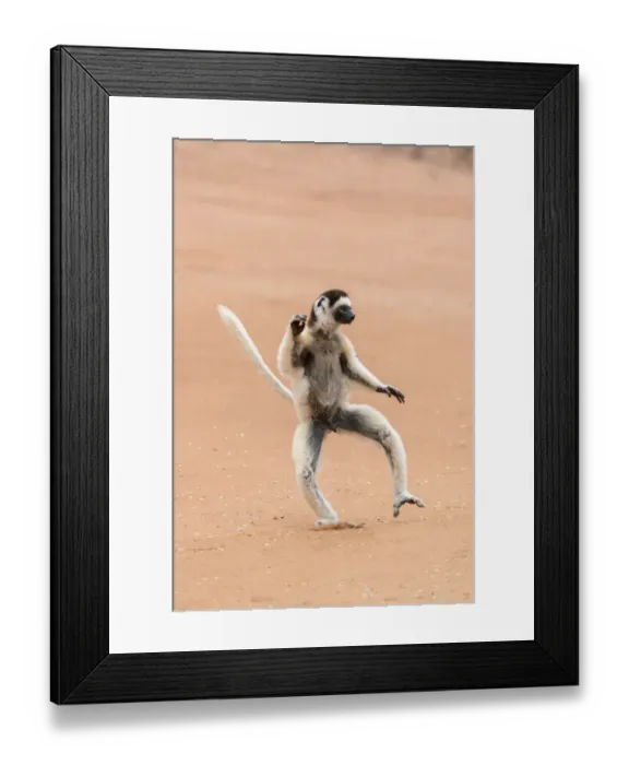 Framed Print : Africa, Madagascar, Anosy Region, Berenty Reserve. A Verreauxs sifaka