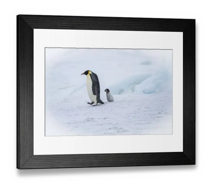 Framed Print : Snow Hill Island, Antarctica. Emperor penguin parent out for a walk with tiny chick