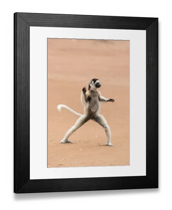 Framed Print : Africa, Madagascar, Anosy Region, Berenty Reserve. A Verreauxs sifaka Framed Print : Africa, Madagascar, Anosy Region, Berenty Reserve. A Verreauxs sifaka