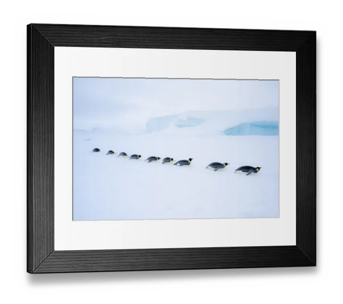 Framed Print : Snow Hill Island, Antarctica. Adult Emperor Penguin tobogganing in a line to save energy Framed Print : Snow Hill Island, Antarctica. Adult Emperor Penguin tobogganing in a line to save energy