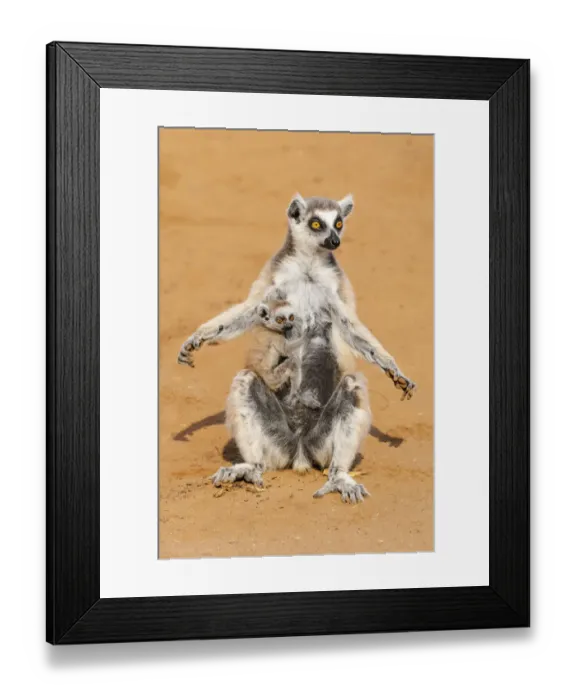 Framed Print : Africa, Madagascar, Anosy Region, Berenty Reserve. A ring-tailed lemur sits with its Framed Print : Africa, Madagascar, Anosy Region, Berenty Reserve. A ring-tailed lemur sits with its