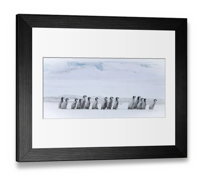 Framed Print : Snow Hill Island, Antarctica. Emperor penguin chicks dare to adventure away from