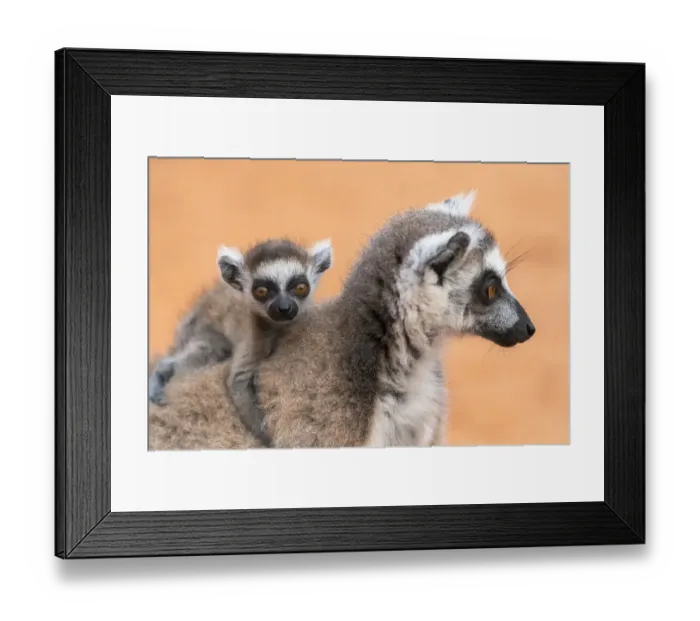 Framed Print : Africa, Madagascar, Anosy Region, Berenty Reserve. A baby ring-tailed lemur clings to its