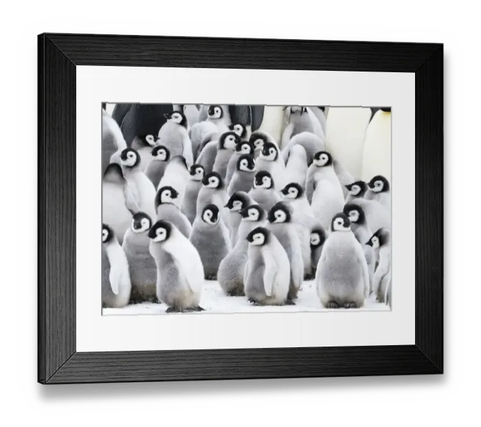 Framed Print : Snow Hill Island, Antarctica. Creches of juvenile emperor penguins huddling together Framed Print : Snow Hill Island, Antarctica. Creches of juvenile emperor penguins huddling together