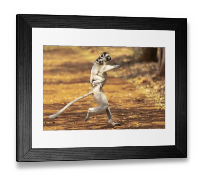Framed Print : Africa, Madagascar, Anosy Region, Berenty Reserve. A Verreauxs sifaka Framed Print : Africa, Madagascar, Anosy Region, Berenty Reserve. A Verreauxs sifaka