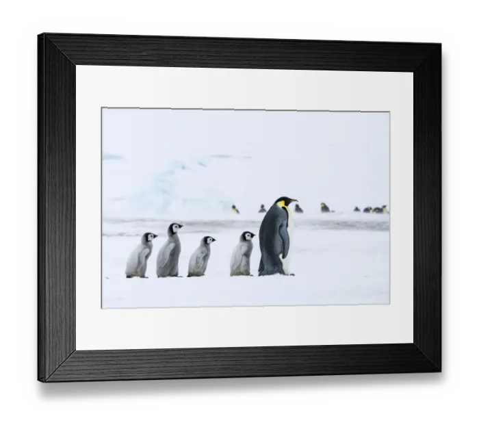 Framed Print : Snow Hill Island, Antarctica. Emperor penguin chicks follow the leader