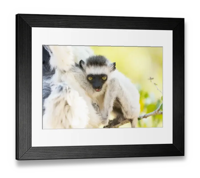 Framed Print : Africa, Madagascar, Anosy Region, Berenty Reserve. A baby Verreaux Framed Print : Africa, Madagascar, Anosy Region, Berenty Reserve. A baby Verreaux