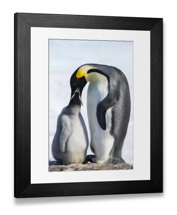 Framed Print : Snow Hill Island, Antarctica. Emperor penguin parent feeding chick