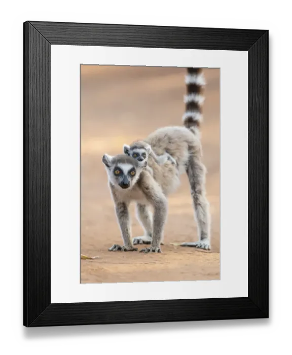 Framed Print : Africa, Madagascar, Anosy Region, Berenty Reserve. A ring-tailed lemur baby rides on Framed Print : Africa, Madagascar, Anosy Region, Berenty Reserve. A ring-tailed lemur baby rides on