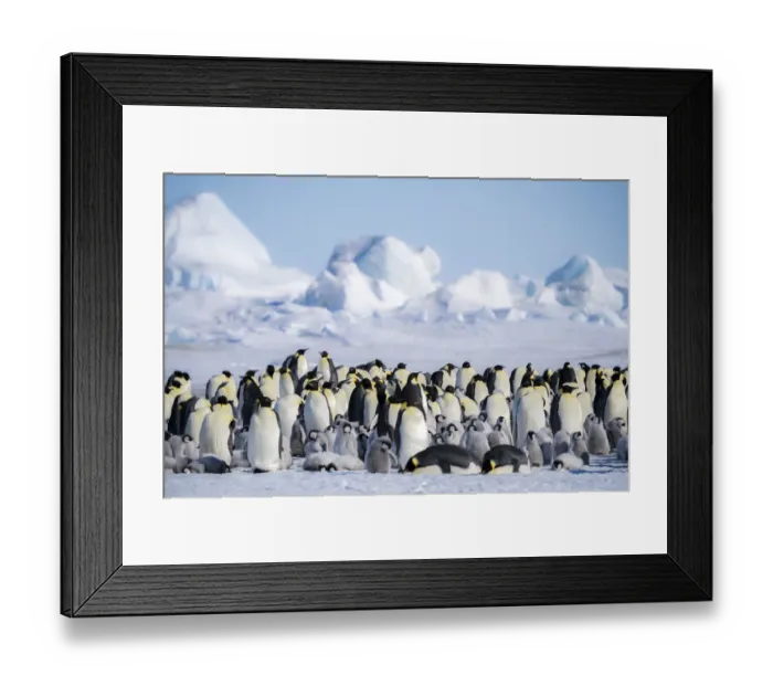 Framed Print : Snow Hill Island, Antarctica. Scenic emperor penguin colony with chicks on a sunny day