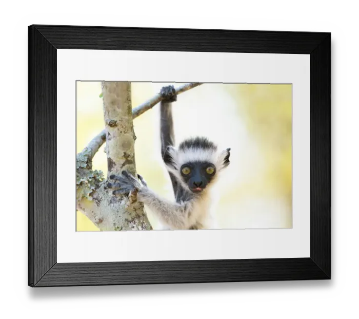 Framed Print : Africa, Madagascar, Anosy Region, Berenty Reserve. A baby Verreaux