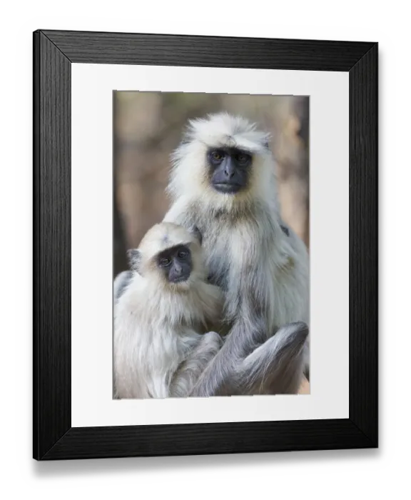 Framed Print : India, Madhya Pradesh, Bandhavgarh National Park. A female langur cuddles with her