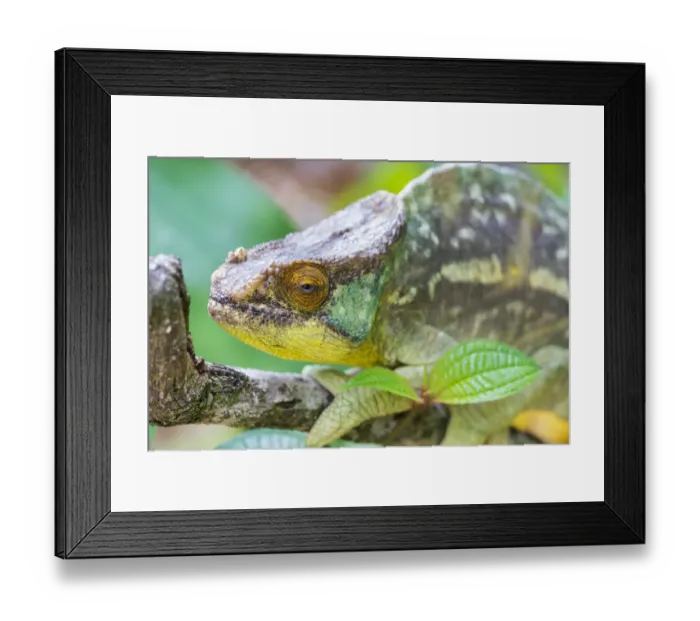 Framed Print : Africa, Madagascar, east of Tana, Marozevo, Peyrieras Reptile Reserve