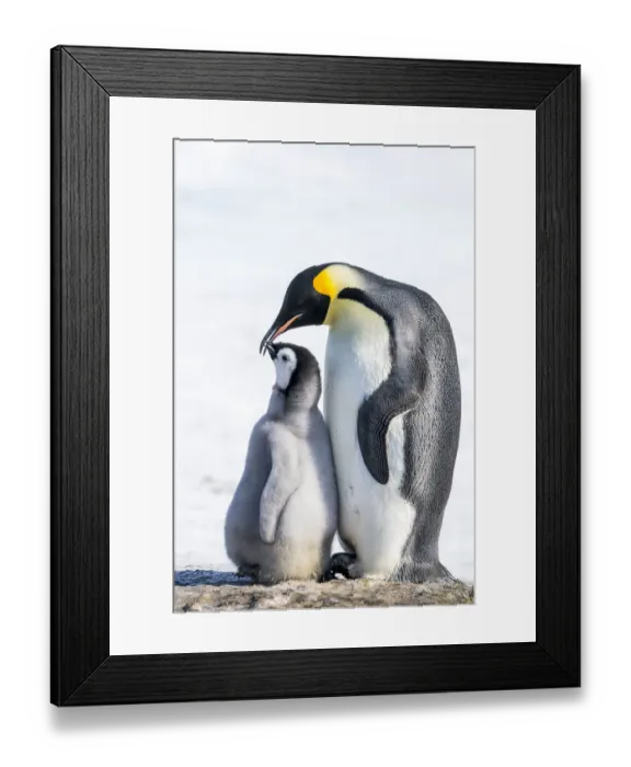 Framed Print : Snow Hill Island, Antarctica. Emperor penguin parent bonding with chick Framed Print : Snow Hill Island, Antarctica. Emperor penguin parent bonding with chick