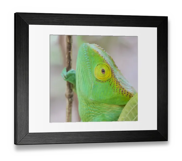 Framed Print : Africa, Madagascar, east of Tana, Marozevo, Peyrieras Reptile Reserve Framed Print : Africa, Madagascar, east of Tana, Marozevo, Peyrieras Reptile Reserve