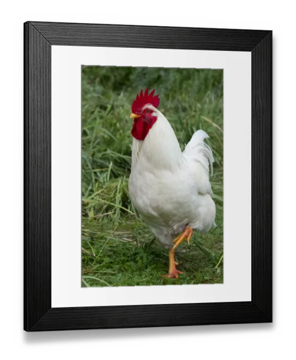 Framed Print : Rooster, Zhangye, Gansu Province, China Framed Print : Rooster, Zhangye, Gansu Province, China